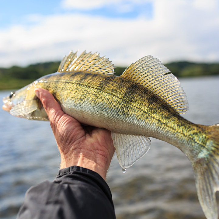 What We Catch - Shady Lady Fishing Charters